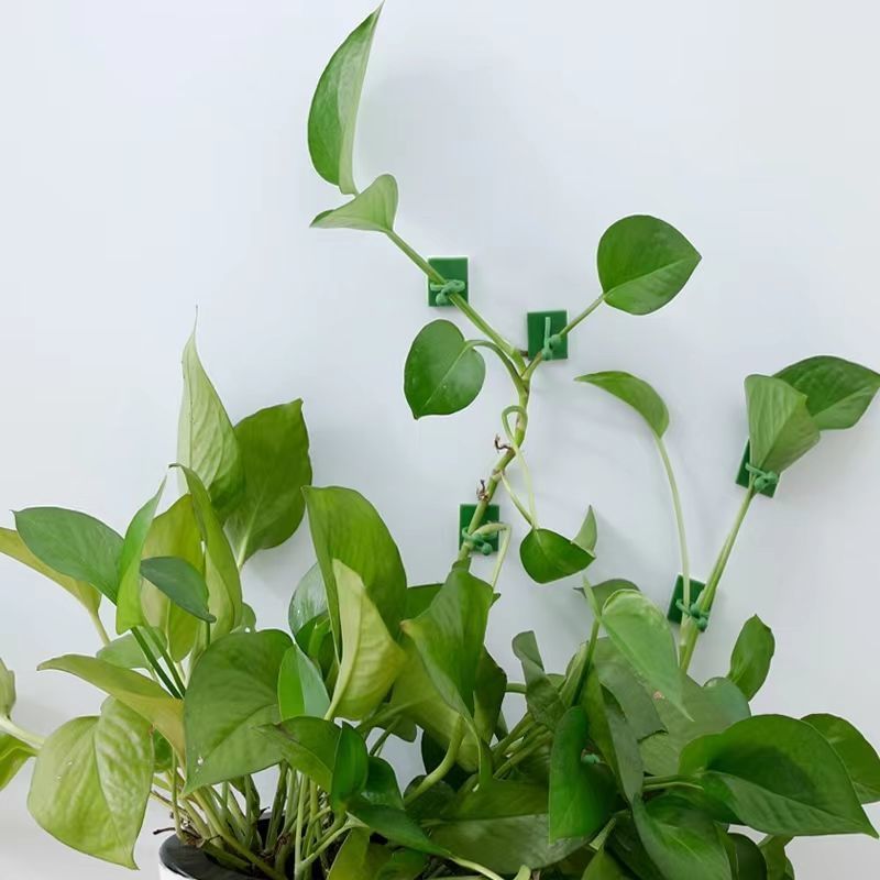 مشابك تثبيت النباتات المتسلقة  - مراجعة Vine Climbing Plastic وسعره